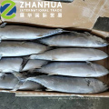 Sea Frozen Stripped Bonito Ganze Runde Karton Verpackung